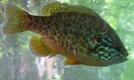 Pumpkinseed underwater 